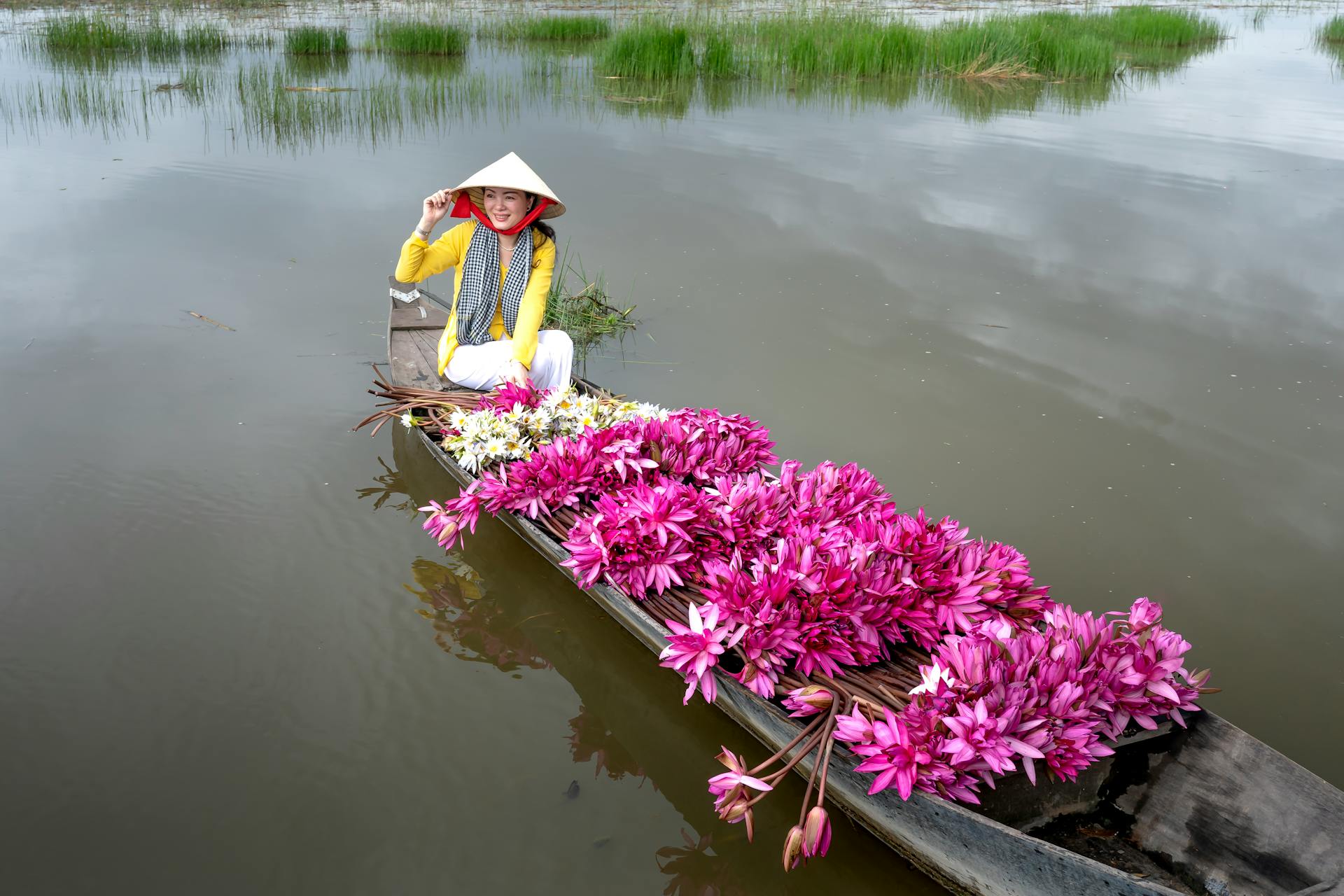 Lily Flower on Mekong River, Long An